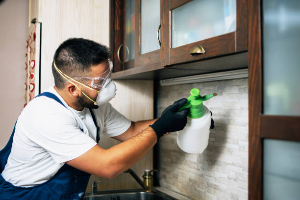 Best Termite Control Services  in Napervle, IL