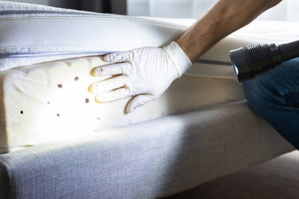 Best Affordable Pest Control Services  in Napervle, IL