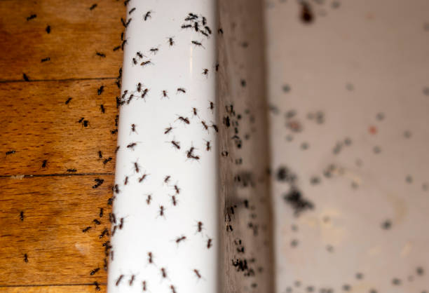Best Emergency Pest Control  in Napervle, IL