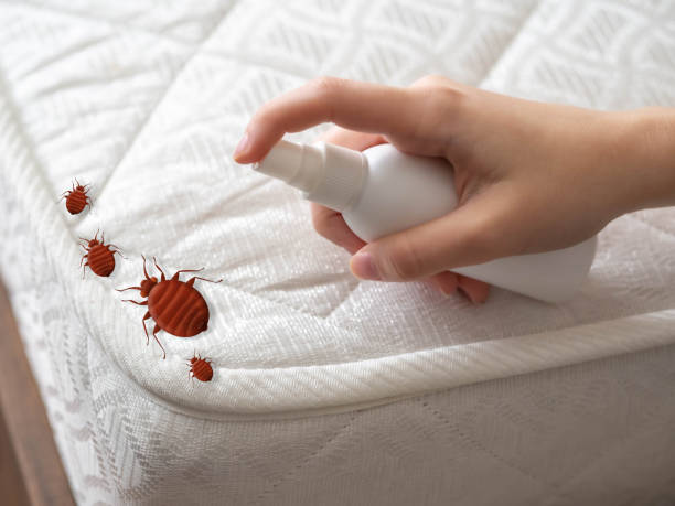 Best Insect Control  in Napervle, IL