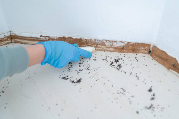 Best Mosquito Control Services  in Napervle, IL