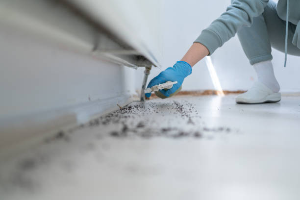 Best Ant Control Services  in Napervle, IL