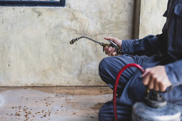 Best Termite Control Services  in Napervle, IL